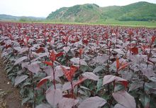 紅葉海棠適合人工種植