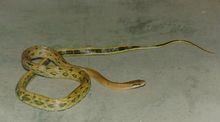 錦蛇