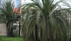 澳洲鐵樹 澳洲鐵樹