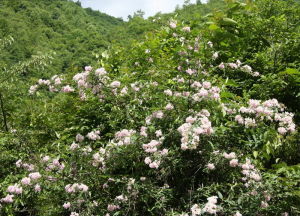 灰綠溲疏 灰綠溲疏