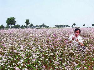 定邊蕎麥 定邊蕎麥