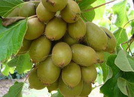 黃金果獼猴桃 黃金果獼猴桃