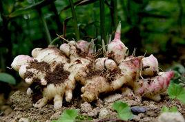 連山大肉姜 連山大肉姜