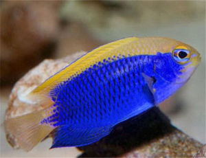 勃氏金翅雀鯛 勃氏金翅雀鯛