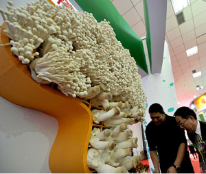 2011第五屆中國蘑菇節 2011第五屆中國蘑菇節