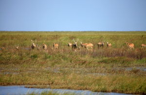 江蘇大豐麋鹿國家自然保護區