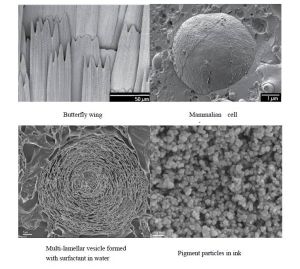 冷凍電鏡拍攝的圖像