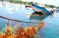 麒麟菜自然保護區