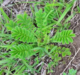 管仲[中藥材名稱]