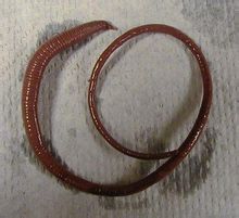 棘頭動物門 棘頭動物門