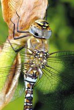 蜻蜓[差翅亞目昆蟲]