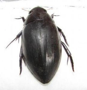 紅脊胸牙甲 紅脊胸牙甲