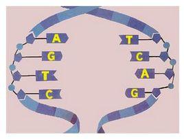 鹼基配對 鹼基配對