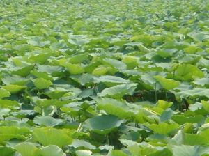 原野莊園 原野莊園