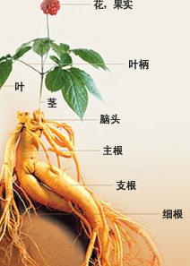 神經衰弱症 治療藥物