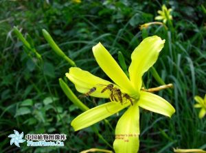 北黃花菜 北黃花菜