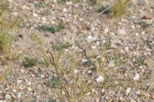 座花針茅 座花針茅