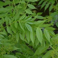 假二叉分枝 假二叉分枝