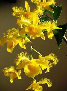 蘇瓣石斛 蘇瓣石斛