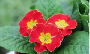 紅花粉葉報春 紅花粉葉報春