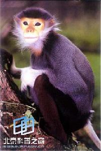 中國白臀葉猴