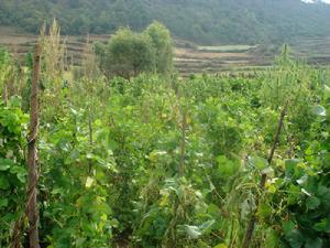 （圖）爛泥箐鄉