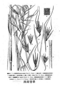 西南菅草 西南菅草