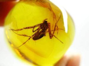 琥珀昆蟲 琥珀昆蟲