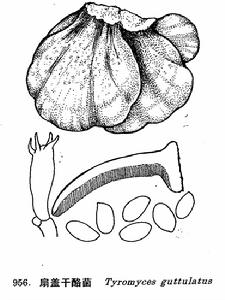 圖 956 扇蓋乾酪菌 : 1. 子實體， 2. 孢子， 3. 擔子