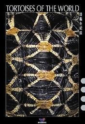 陸龜全記錄 陸龜全記錄