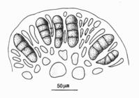 密毛沙菜的四分孢子囊切面