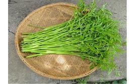 桐城水芹 桐城水芹