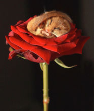 榛睡鼠臥在玫瑰花瓣中酣睡