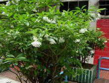 狗牙花[狗牙花]