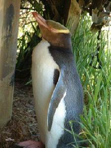 黃眼企鵝保護區 黃眼企鵝保護區