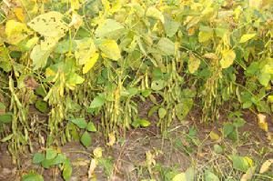 魯寧1號 魯寧1號