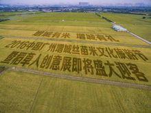 增城絲苗米文化旅遊節