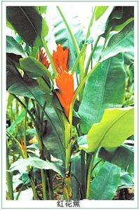 紅花蕉