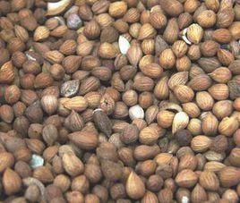 炒紫蘇子 炒紫蘇子