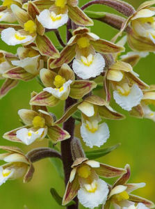 新疆火燒蘭 新疆火燒蘭