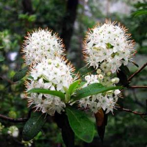 棕背杜鵑 棕背杜鵑