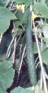 龍雜黃1號 龍雜黃1號