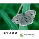 平頂眉眼蝶 平頂眉眼蝶