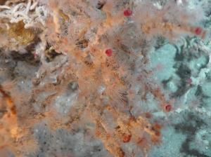 深海生態系統 深海生態系統