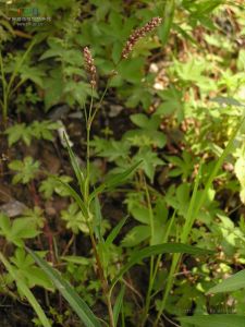 圓基長鬃蓼(變種) 圓基長鬃蓼(變種)