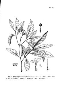 毛葉狗牙花 毛葉狗牙花