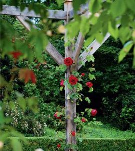 倒刺剛毛 倒刺剛毛