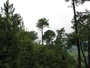 南種村自然資源-生態林