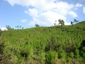 上公朗自然村 上公朗自然村