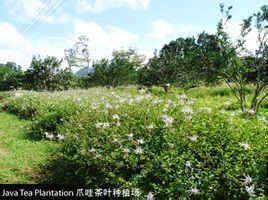 爪哇茶 爪哇茶